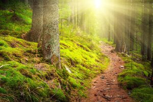 forest bathing, forest therapy, Banff, Canmore, Kananaskis, Calgary, Alberta, nature, relaxation, stress management, leadership, wellness, ,teambuilding