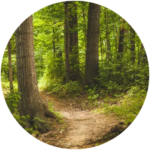 Forest Bathing and Executive Coaching Canmore Banff | Forest Fix